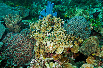 Naklejka na ściany i meble Reef scenic with brain corals Sulawesi Indonesia