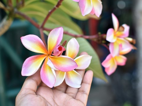 plumeria flower in the hand