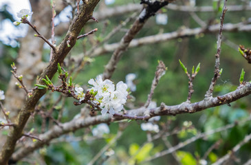 Plum blossom in the garden