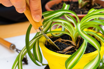 Care for home plants. Chlorophytum.