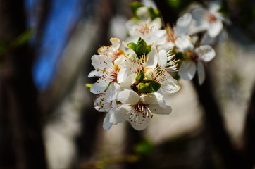 Blooming branch of plum tree