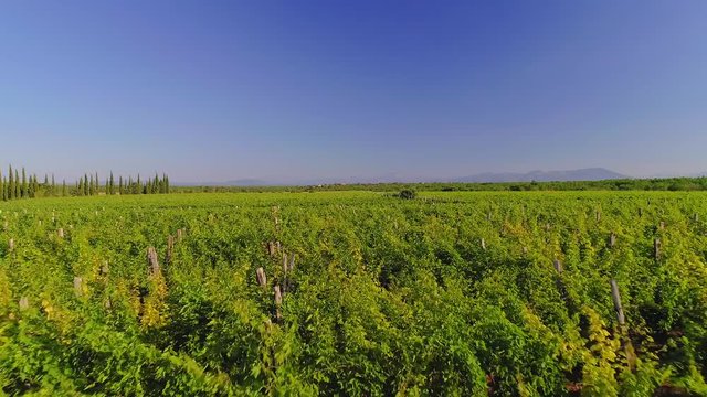 Aerial view of the vineyards near Oklaj in national park Krka in Promina County, Croatia