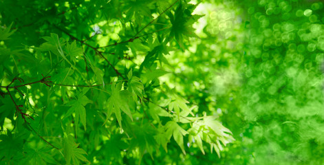 Fototapeta na wymiar young green foliage of japanese maple tree. banner size 