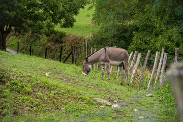 Obraz na płótnie Canvas Gray donkey eating grass in the garden with fence