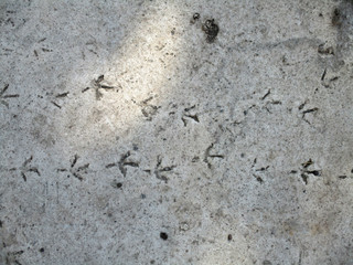 stone wall background and bird tracks