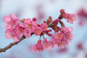 Taiwan cherry blossom (Kawazu, Shizuoka, Japan in February)