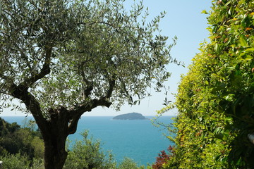 Garden with climbing plants of rincospermum on the Ligurian sea. Gulf of La Spezia near the Cinque Terre. Olive plants.