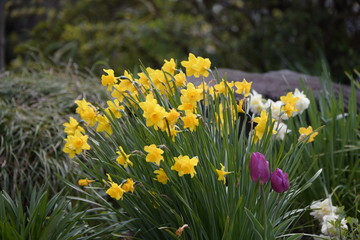 Fototapeta premium すいせん