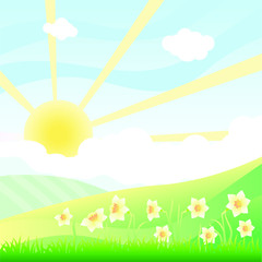 Naklejka premium Landscape with daffodils. Green hills and sun. Vector illustration.
