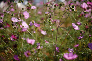 cosmos flowers garden,with swirly bokeh in vintage style and soft blur for background.