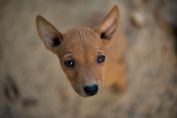 Close portrait of a cute Street puppy with blurry background