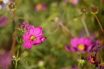 Obraz premium Honey bee on cosmos flowers in the garden, animal behavior background, with bokeh in vintage style and soft blur for background.