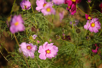 cosmos flowers garden,with swirly bokeh in vintage style and soft blur for background.