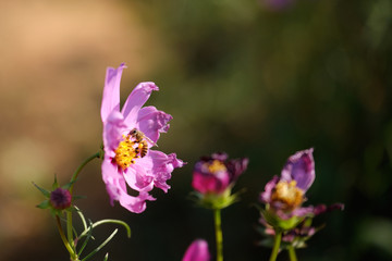 Fototapeta premium cosmos flowers garden,with swirly bokeh in vintage style and soft blur for background.