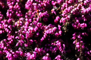 Obraz premium Closeup of pink flowers on a heather plant, Erica carnea, variety December Red