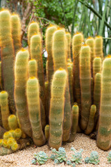 식물원의 선인장