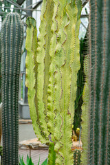 식물원의 선인장