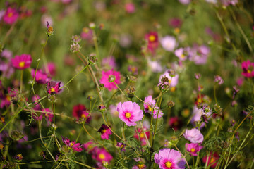 cosmos flowers garden,with swirly bokeh in vintage style and soft blur for background.