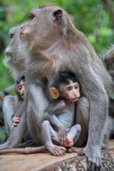 Monkey with cubs in Monkey forest, Ubud, Bali
