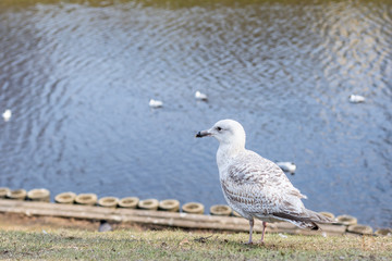 seagulls walking by the green grass against natural blue water background.