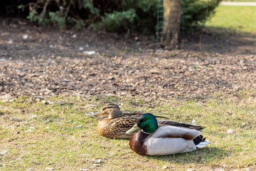 Close-up two wild ducks walk on green grass near a pond.