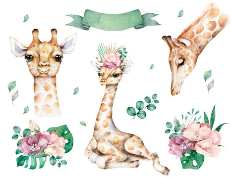 Giraffe Hand drawn watercolor cartoon giraffe tropical animal isolated illustration. Jungle exotic summer design