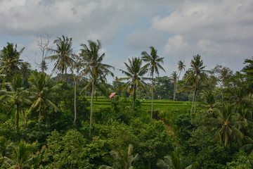 Fototapeta na wymiar Palm trees on rice field, Bali
