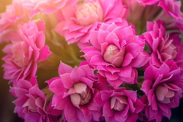 Kalanchoe blossfeldiana (Calandiva, Flaming Katy, Florist Kalanchoe) pink flowers and buds. Selective focus.