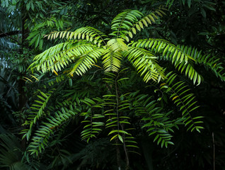 Eurycoma Longifolia Jack is the herb name for what is more commonly known as Tongkat Ali, Pasak Bumi, Malaysian Ginseng, or Longjack. Tropical rainforest medicinal plant found in South East Asia.