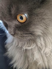 close up of a cat