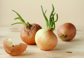 sprouted onions