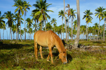 Dziki koń w palmowym lesie - Dominikana - obrazy, fototapety, plakaty