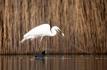 Obraz premium Egret eating fish