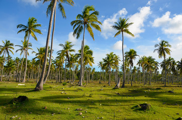 Fototapeta na wymiar Las palmowy - Dominikana