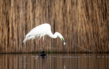 Egret eating fish