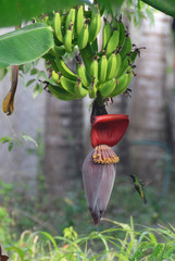 Koliber pijący nektar z kwiatu bananowca - obrazy, fototapety, plakaty