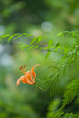 ミヤマスカシユリ