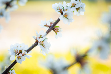 Cherry branch with blooming flowers on a yellow blurred background.