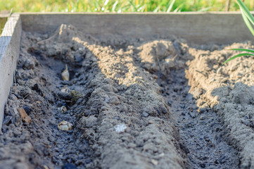 Garlic planted in the soil. Procedures necessary for the quality growth of garlic in the soil.