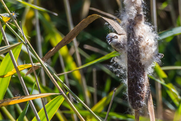 Eurasian Penduline Tit (Remiz pendalinus)