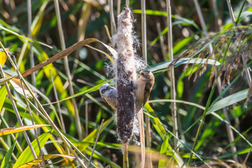 Eurasian Penduline Tit (Remiz pendalinus)