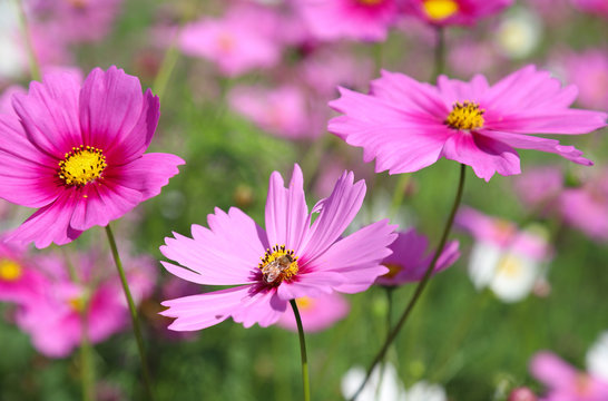 Closeup of a bee with pink cosmos flower in the park.