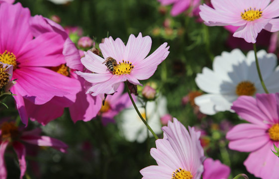 Closeup of a bee with soft pink cosmos flower in the park.