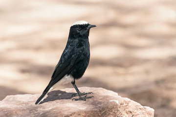 profile portrait of a white crowned black wheatear perched on a pink limestone boulder in the makhtesh ramon crater in israel with a background of mottled bokeh shade