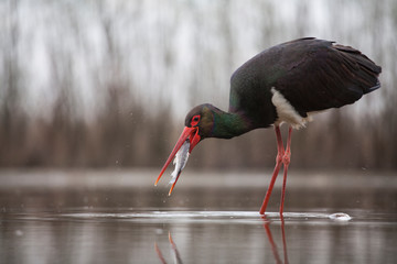 Stork eating fish