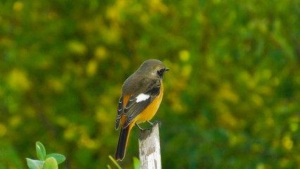 bird tit perched on a tree in a natural setting