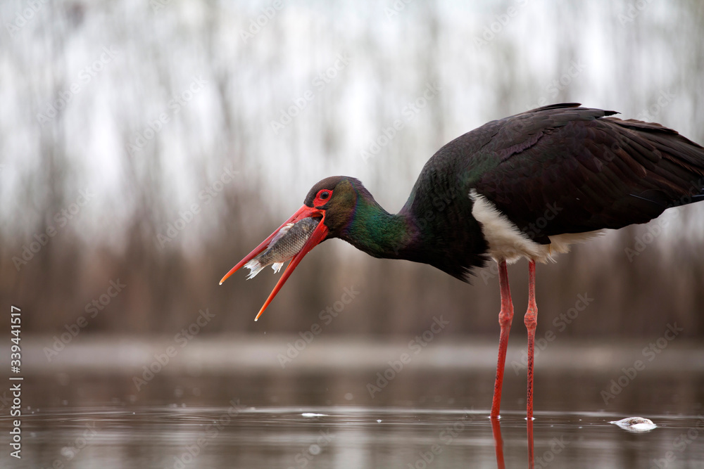 Wall mural stork eating fish