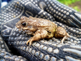 frog in the arms, protect nature