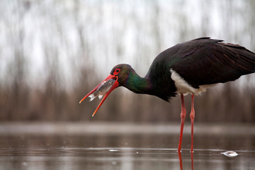 Stork eating fish