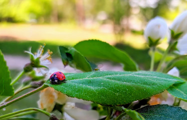 Ladybug with black dots on leaf